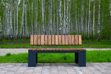 single bench in a clearing in the forest