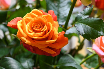 Rose is the king of flowers.