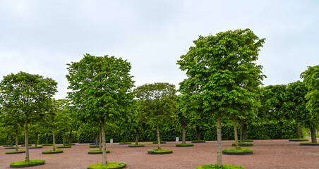 Picturesque landscape with beautiful green lawn on sunny day. Gardening idea
