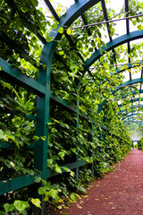 pathway decorated wooden arch tunnel covered in foliage and vines in summer