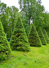 Picturesque landscape with beautiful green lawn on sunny day. Gardening idea