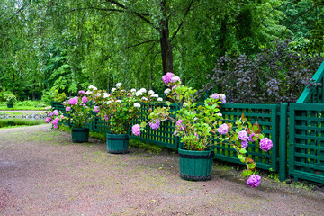 Wooden fence and flowers in the garden. Garden flower part