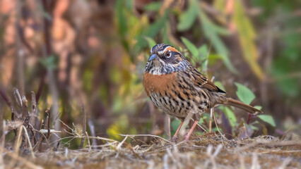 Close-up of Colorful Rufous-breasted accentor (Prunella strophiata) with Blurred Forest Background. Kalimpong, West Bengal, India