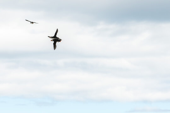 View of seabirds soaring high against a backdrop of soft, diffused light and pale skies, wings spread wide in the vast open air, Saudarkrokur, Drangey Island, Iceland.