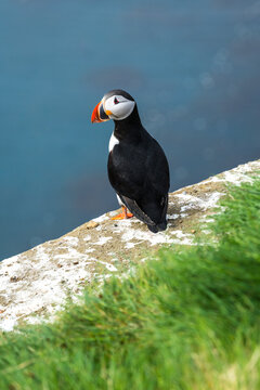 View of a puffin perched on a grassy ledge, its striking orange beak a vivid contrast against the blue water, Drangey Island, Drangey Island, Iceland.