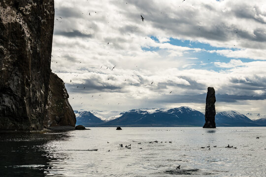 View of stark rock formations jut from the water, a haven for soaring birds against a backdrop of Iceland's snow-capped mountains, Saudarkrokur, Drangey Island, Iceland.