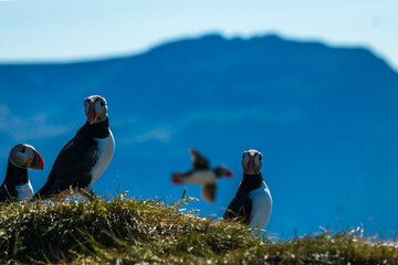 View of Atlantic Puffins with their vibrant beaks standing on a grassy outcrop against a backdrop of distant blue mountains, Saudarkrokur, Drangey Island, Iceland.
