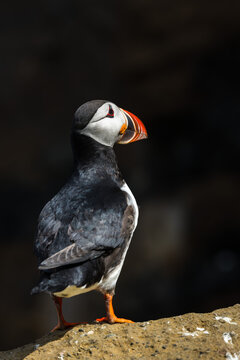 View of a striking Atlantic Puffin with its vibrant orange beak and feet standing proudly against a dark, rocky backdrop, Saudarkrokur, Drangey Island, Iceland.