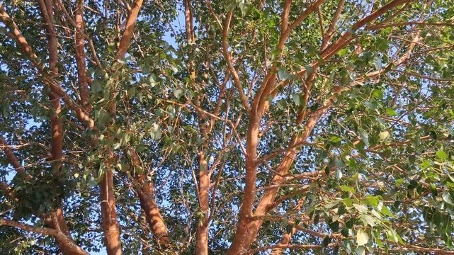 Sunlit Tree Canopy