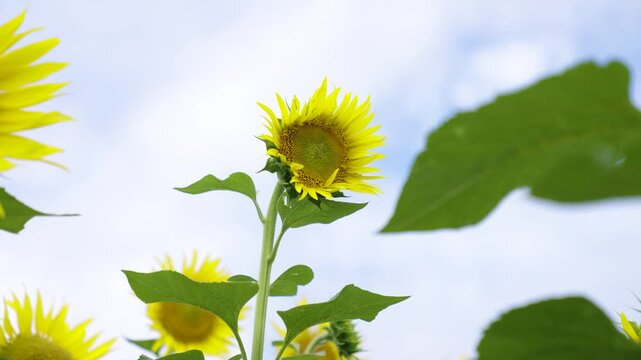 ひまわり畑　北竜町