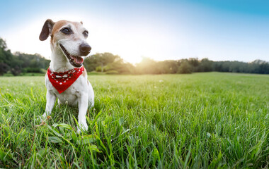 Dog sitting on green grass looking side smiling open mouth. Happy pet Jack Russell terrier wearing collar accessory red scarf walking outside summer time in fresh park