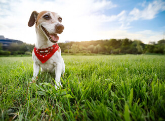 Active Dog sitting on green grass looking side smiling open mouth. Happy pet Jack Russell terrier wearing collar accessory red scarf walking outside summer time in fresh park
