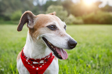 Dog close up face profile looking side smiling open mouth. Happy pet Jack Russell terrier wearing collar accessory red scarf walking outside summer time green grass park