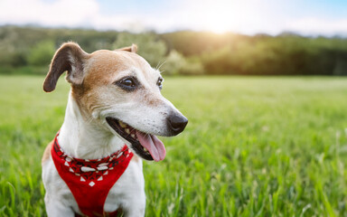 Dog cute face profile looking side smiling open mouth. Happy pet Jack Russell terrier wearing collar accessory red scarf walking outside summer time green grass park. adorable pet outdoors theme