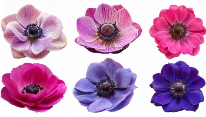 Six Pink And Purple Anemone Flowers Isolated On Transparent Background