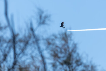 Western marsh harrier flying over the Marjal dels Moros wetland in Sagunto, Spain