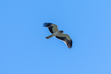 Obraz premium Booted eagle in the Marjal dels Moros wetland, Sagunto, Spain
