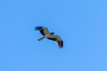 Fototapeta premium Booted eagle in the Marjal dels Moros wetland, Sagunto, Spain