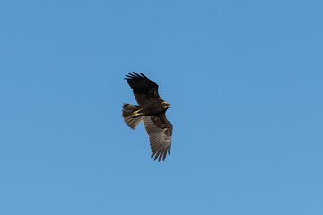 Fototapeta premium Western marsh harrier flying over the Marjal dels Moros wetland in Sagunto, Spain
