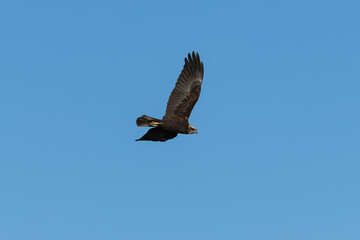 Obraz premium Western marsh harrier flying over the Marjal dels Moros wetland in Sagunto, Spain