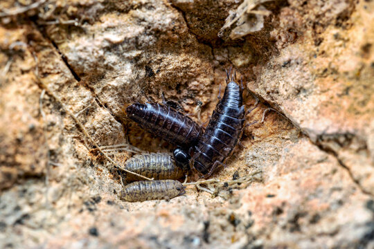 Woodlouse on damp ground in the Marjal dels Moros wetland, Sagunto, Spain
