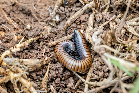 Millipede (Ommatoiulus rutilans) crawling in the Marjal dels Moros natural area, Sagunto, Spain