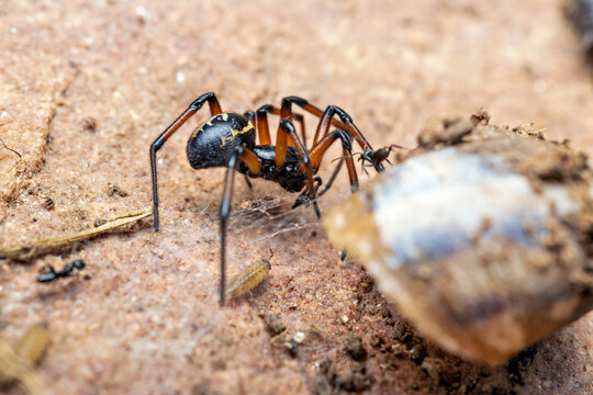 Cobweb spider (Steatoda albomaculata) in natural habitat of the Marjal dels Moros, Sagunto, Spain
