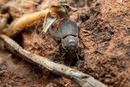 Tenebrionid beetle (Gonocephalum pusillum) in the Marjal dels Moros wetland, Valencia, Spain
