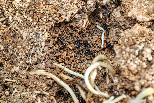 Harvester Ant (Messor sp.) foraging on soil in the Marjal dels Moros wetland, Sagunto, Spain