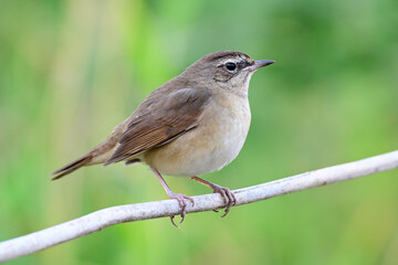 brown bird is about to roosing on tiny wooden stick as she just migrating to Thailand, female of...