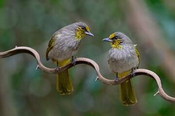 pair of beautiful birds perching on curry vine, stripe-throated bulbul, Pycnonotus finlaysoni