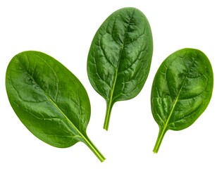 Three vibrant, green leaves with textured surfaces and prominent veins on a bright white background. They appear fresh and ready to eat