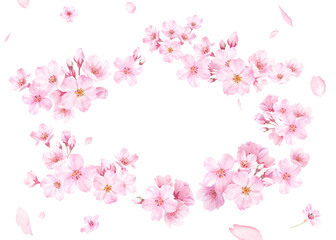 桜の花と花びらの水彩イラストでデザインした、緩やかな楕円形フレーム  透過背景
