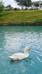 Beautiful white goose swimming in clear turquoise water pond. © Aemwarin