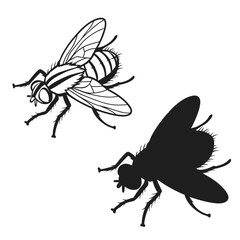 Fototapeta premium “House fly vector illustration set with outline and solid silhouette style for biology, pest control, and nature graphics.”