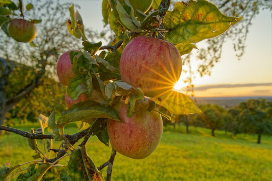 auf der streuobstwiese