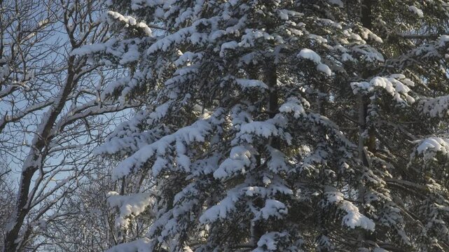 Snow-laden spruce stands beside leafless deciduous trees on a sunny winter day. The calm town setting and soft light highlight the serene contrast of textures and seasonal stillness. 