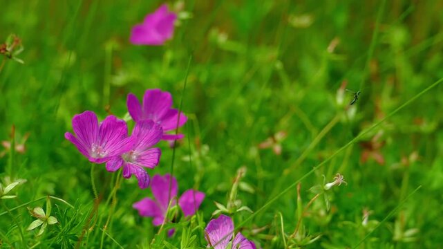 A blooming wild geranium sways in a gentle summer breeze and a flying bug