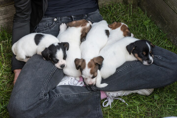 Jack Russell Terrier puppies are sleeping on their owner lap