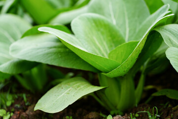 Obraz premium Fresh green pak choy plants growing in fertile soil on a vegetable farm. Organic Asian leafy greens cultivated outdoors, representing sustainable agriculture, healthy food, and fresh produce farming. 