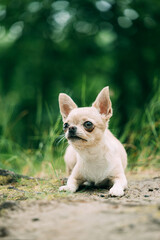 Cream Chihuahua Close-up Sitting in Grass Garden Portrait