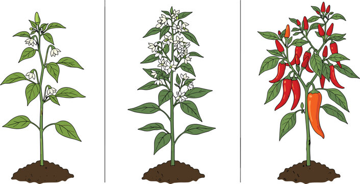 Chili pepper plant growth stages set featuring green leaves white flowers and ripe red hot peppers growing in soil