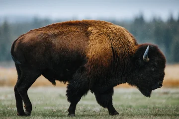 Fototapeten Büffel American Bison In Wyoming  © Jay Alexander