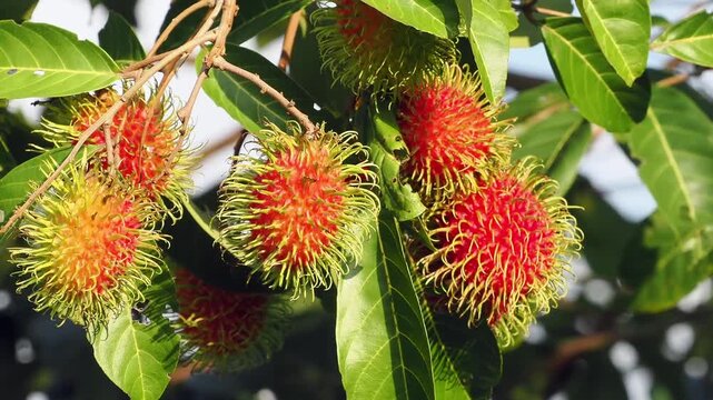 Rambutan, a renowned local fruit of Ban Na San.