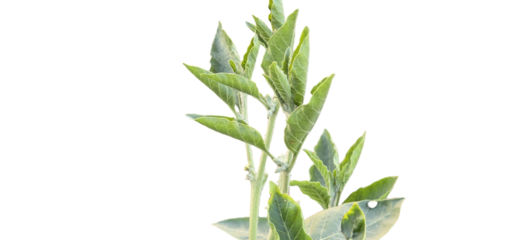 Ashwagandha withania somnifera, Green plant with slender stems and vibrant leaves reaching upward in a bright and clear setting no background