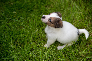 Cute Jack Russell Terrier puppy is walking on a green meadow.