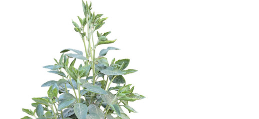 Fresh green leaves of Ashwagandha withania somnifera Green leafy plant with multiple branches and a...