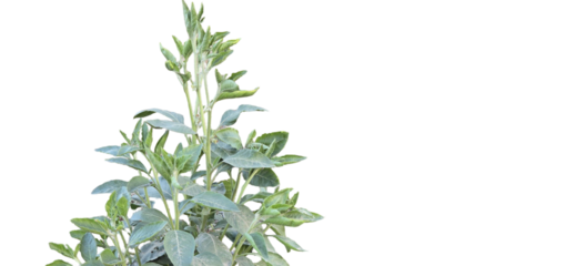 Fresh green leaves of Ashwagandha withania somnifera Green leafy plant with multiple branches and a light background creating a fresh natural appearance png with transparency
