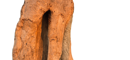 Moringa tree Wooden sculpture with a hollow center showcasing natural textures and colors against a white background cutout
