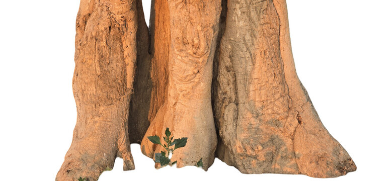 Three textured Moringa tree trunks with visible bark details and roots at the base isolated on a neutral background with png background